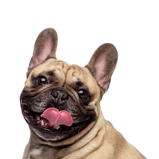 For busy dog parents