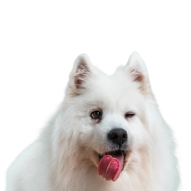 Personalise for your pup