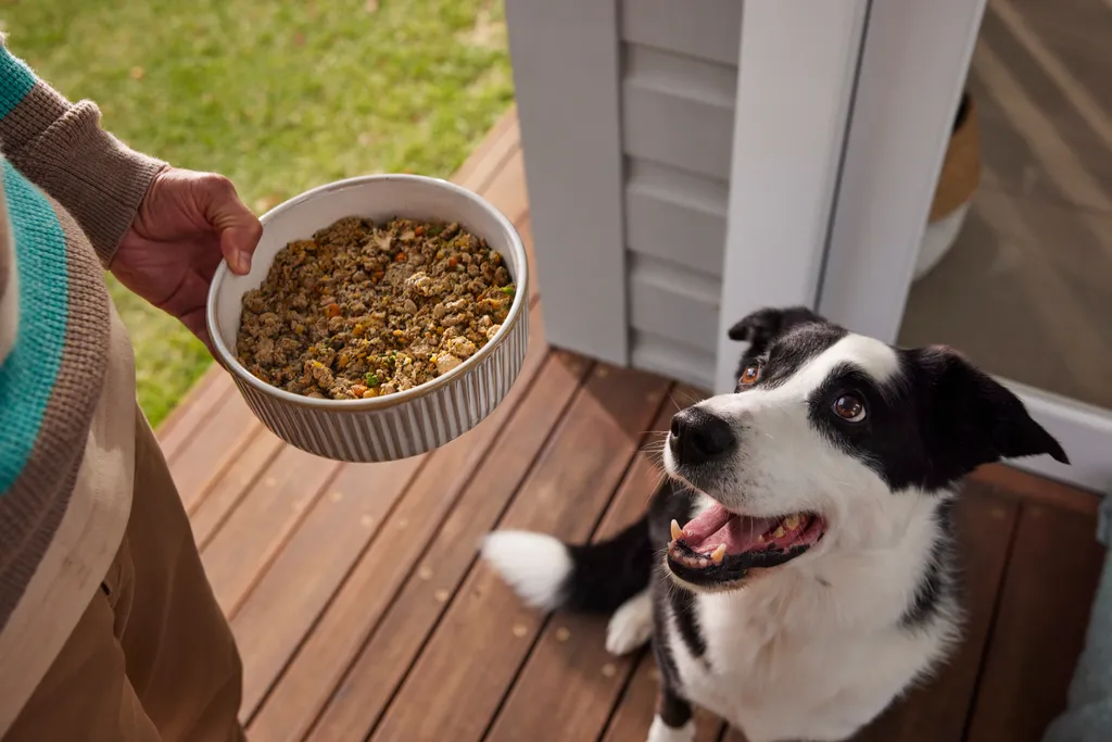 A happy dog waiting for its bowl of Lyka