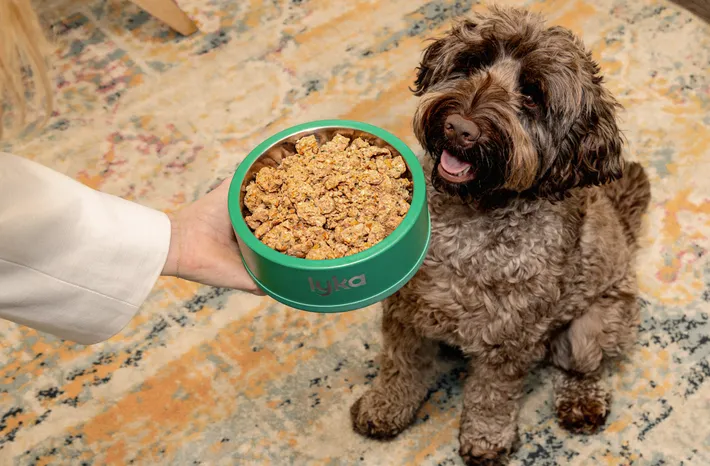 Medium dog sitting happily next to a bowl of fresh Lyka food