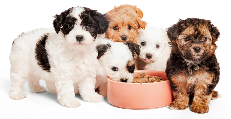 A group of puppies standing a round a bowl of Lyka