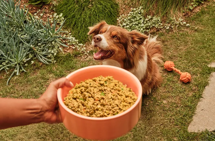 Happy dog eagerly waiting for a bowl of fresh Lyka food outdoors