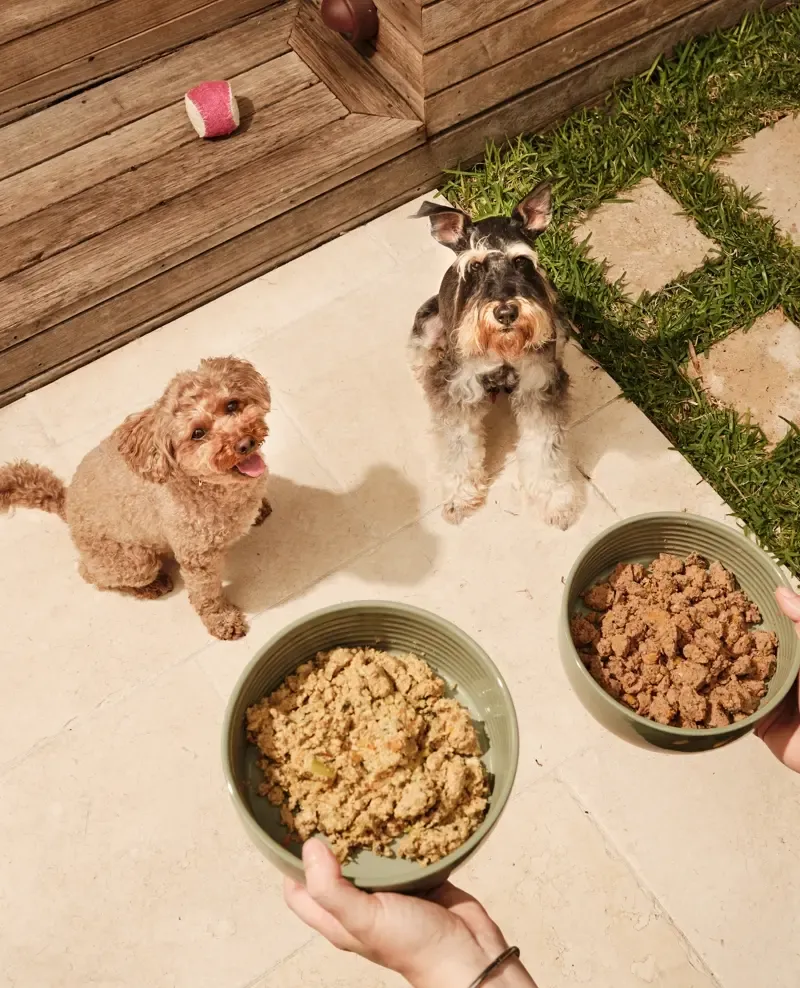 A dog with a bowl of Lyka in front of them