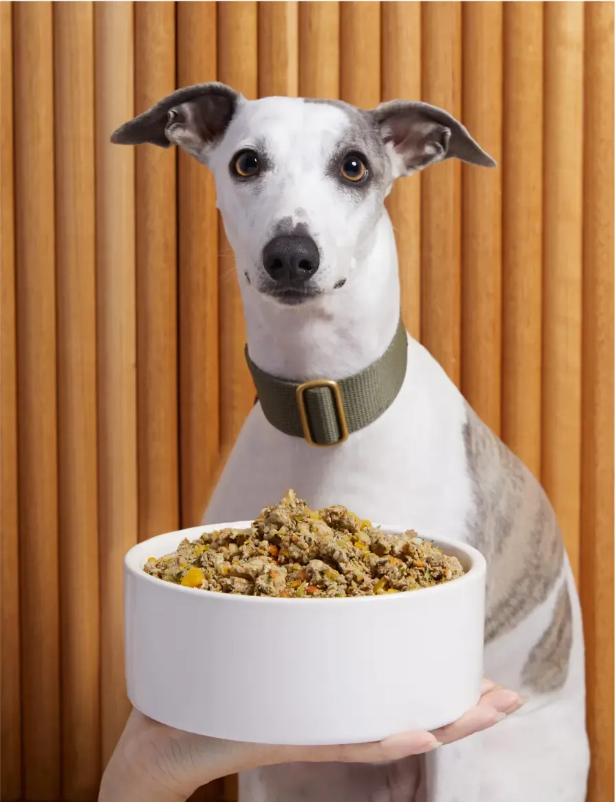 A dog with a bowl of Lyka in front of them