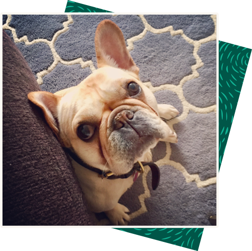 Fresh And Healthy French Bulldog Food Lyka Pet Food