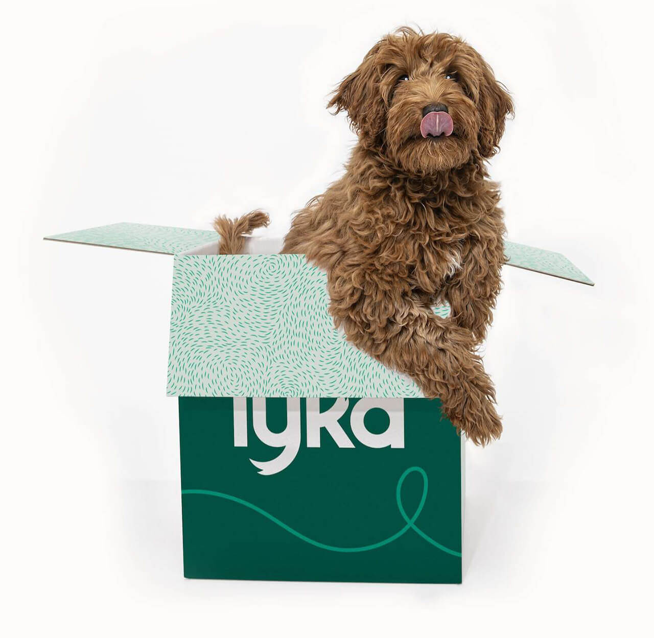 Lyka Pet Food Fresh & Homemade Dog Food, Delivered