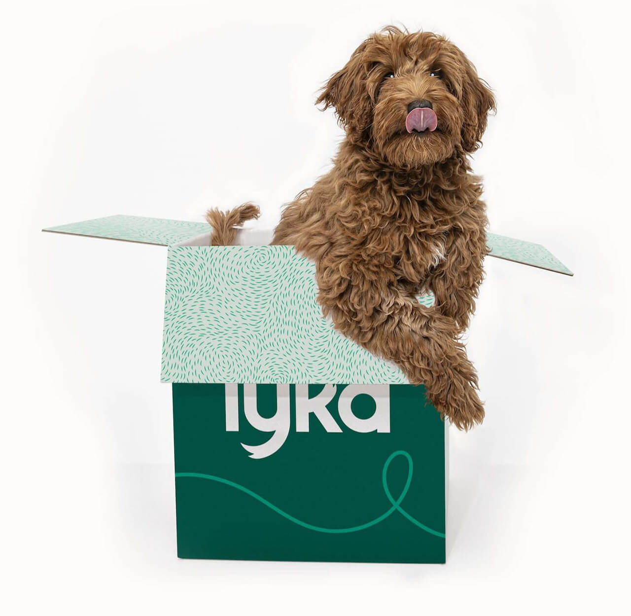 Lyka Pet Food Fresh Homemade Dog Food Delivered