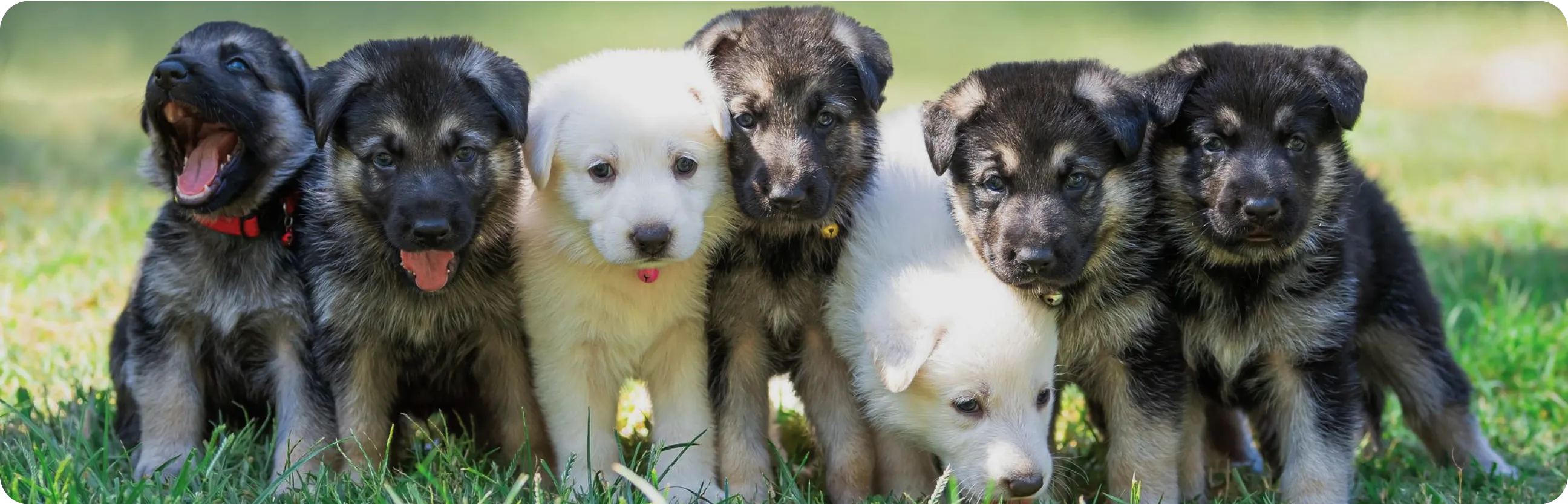 A group of happy puppies standing next to each other on the lawn