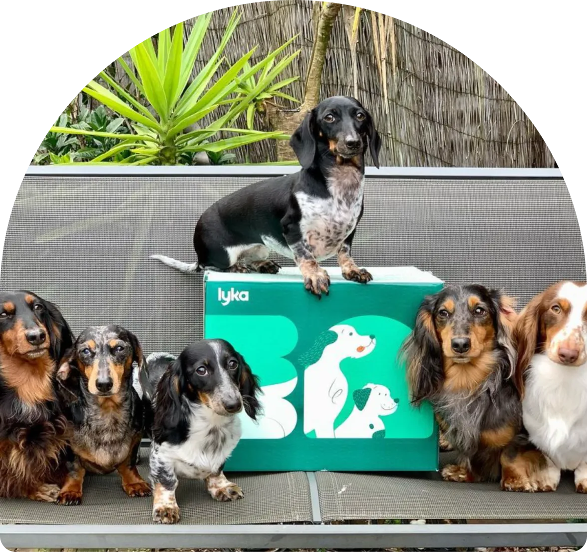 A group of dogs surrounding a box of Lyka dog food