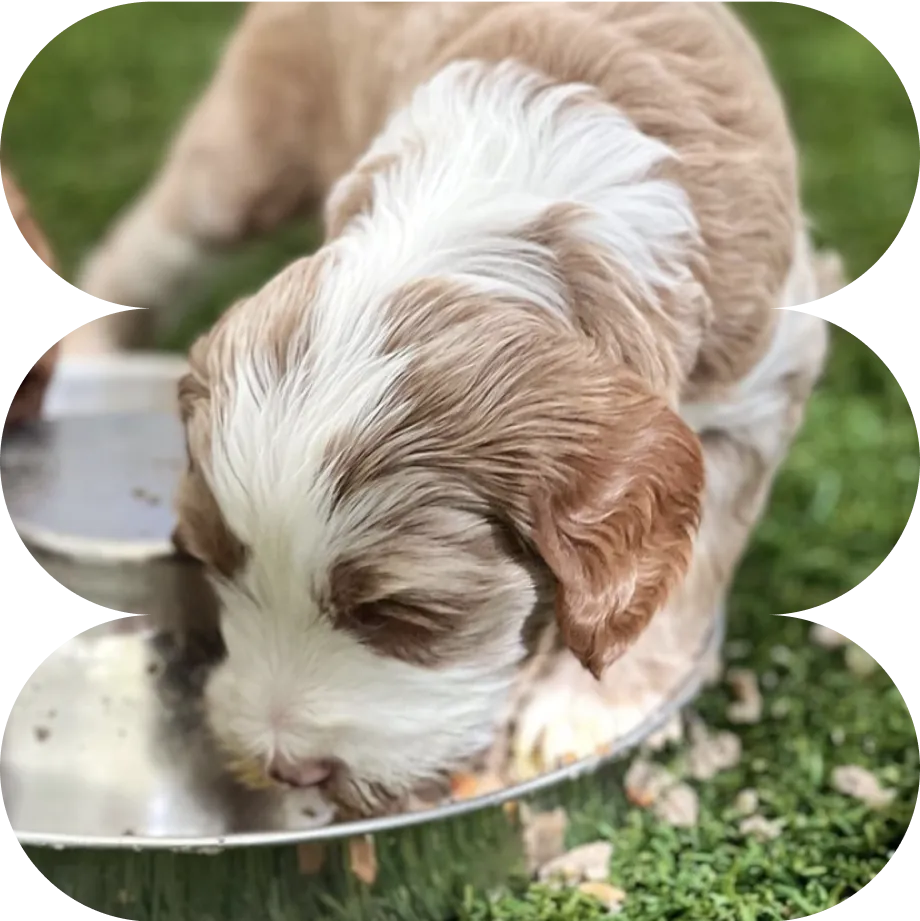 Image of a happy dog eating out of its food bowl