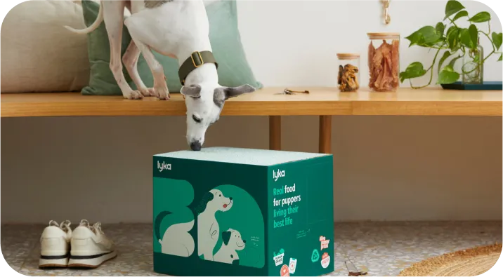 A dog sniffing a Lyka dog food package