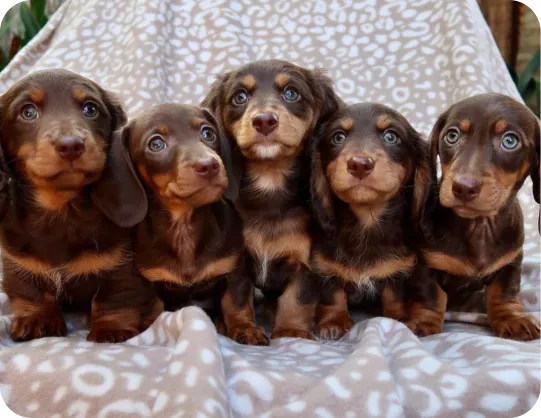 A group of puppies standing next to each other