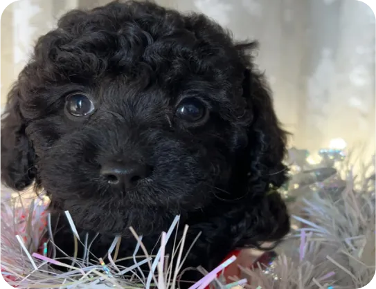 An close-up photo of a black poodle puppy