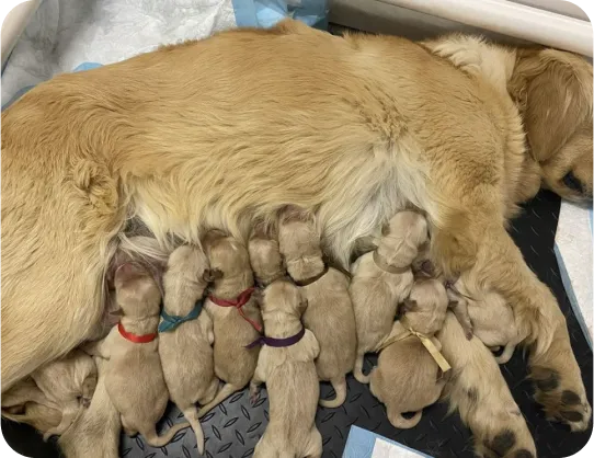 A labrador mother laying on her side with her puppies feeding